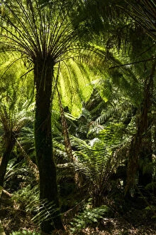 Great Otway National Park Gallery: Soft tree-fern (Dicksonia antarctica), Great Otway National Park, Victoria, Australia