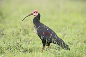 Southern Bald Ibis Southern Bald Ibis