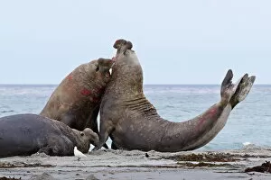 Images Dated 10th October 2011: Two southern elephant seal (Mirounga leonina) bulls rear up and attack to establish dominance