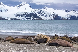 Southern elephant seals (Mirounga leonina), Peggotty Bluff, South Georgia Southern elephant seals (Mirounga leonina), Peggotty Bluff, South Georgia