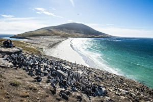 Eudyptes Chrysocome Gallery: Southern rock hopper penguin colony (Eudyptes chrysocome) with the Neck isthmus in the background