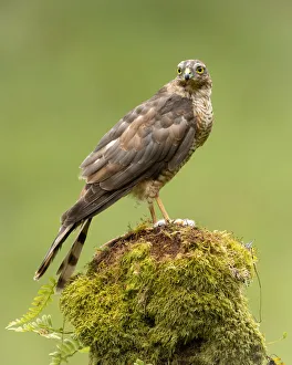 Sparrowhawk on moss covered tree, Scotland, United Kingdom, Europe Sparrowhawk on moss covered tree, Scotland, United Kingdom, Europe
