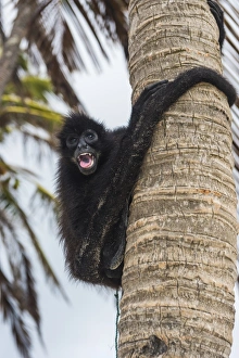 Spider monkey (Atelidae), Achutupu, San Blas Islands, Kuna Yala, Panama, Central America Spider monkey (Atelidae), Achutupu, San Blas Islands, Kuna Yala, Panama, Central America