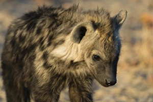 Spotted Hyaena (Crocuta crocuta), Khwai Concession, Okavango Delta, Botswana, Africa Spotted Hyaena (Crocuta crocuta), Khwai Concession, Okavango Delta, Botswana, Africa