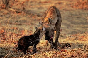 Baby Animal Gallery: Spotted hyena (Crocuta crocuta) and young, Mashatu Game Reserve, Botswana, Africa