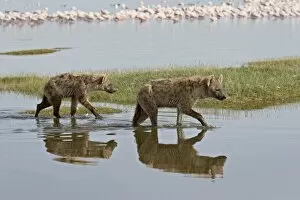 Lake Nakuru Collection: Two spotted hyena (spotted hyaena) (Crocuta crocuta) walking along the edge of Lake Nakuru