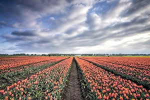 Spring clouds over fields of multi-coloured tulips, Schermerhorn, Alkmaar, North Holland Spring clouds over fields of multi-coloured tulips, Schermerhorn, Alkmaar, North Holland