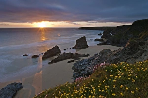 Images Dated 23rd May 2009: Spring wildflowers on the clifftops overlooking Bedruthan Steps, North Cornwall
