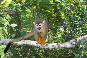 Brazilian Nature Scenes Prints: Squirrel monkey (Saimiri sciureus), Amazon state, Brazil, South America