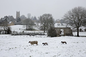 St. James church and sheep with lambs in snow, Chipping Campden, Cotswolds St. James church and sheep with lambs in snow, Chipping Campden, Cotswolds