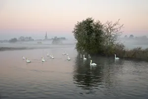 St. Lawrence Church and swans on River Thames in winter mist at dawn, Lechlade-on-Thames, Cotswolds, Gloucestershire St. Lawrence Church and swans on River Thames in winter mist at dawn, Lechlade-on-Thames, Cotswolds, Gloucestershire