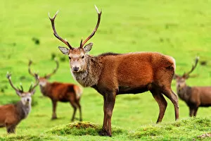 Images Dated 3rd March 2009: Stag near Loch Ness, Highlands, Scotland, United Kingdom, Europe