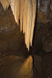 Stalactites close to creating a column with stalagmite below at Ngilgi Cave Stalactites close to creating a column with stalagmite below at Ngilgi Cave