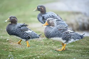 Steamer ducks, (Tachyeres brachypterus), Sea Lion Island, Falkland Islands, South America Steamer ducks, (Tachyeres brachypterus), Sea Lion Island, Falkland Islands, South America