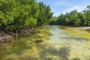 Stingray swimming in the crystal clear water in the Utwe lagoon, UNESCO Biosphere Reserve Stingray swimming in the crystal clear water in the Utwe lagoon, UNESCO Biosphere Reserve