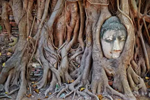 Buddha Gallery: Stone Buddha head entwined in the roots of a fig tree, Wat Mahatat, Ayutthaya Historical Park