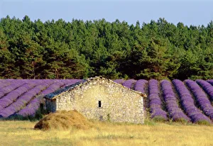 Stone building in lavender field, Plateau de Sault, Haute Provence, Provence Stone building in lavender field, Plateau de Sault, Haute Provence, Provence