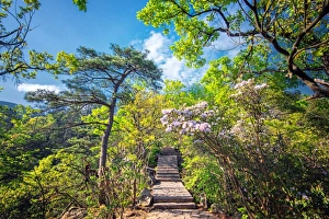 Stone steps leading into the lush natural environment with trees Stone steps leading into the lush natural environment with trees
