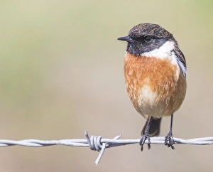 Stonechat (Saxicola rubicola), Middlesborough, England, United Kingdom, Europe Stonechat (Saxicola rubicola), Middlesborough, England, United Kingdom, Europe