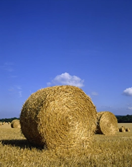 Sussex Gallery: 