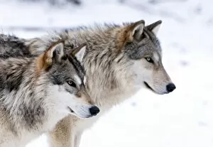 Images Dated 15th January 2013: Two sub adult North American Timber wolves (Canis lupus) in snow, Austria, Europe