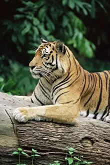 Images Dated 9th August 2008: Sumatran tiger
