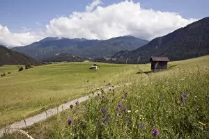 Images Dated 31st May 2009: Summer Alpine flowers and meadows in green valley, Imst, Austria, Europe