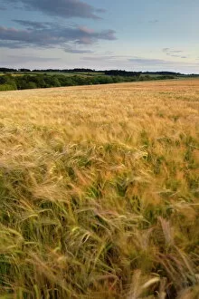 Images Dated 11th June 2011: A summer evening in countryside at Sedgeford, Norfolk, England, United Kingdom, Europe