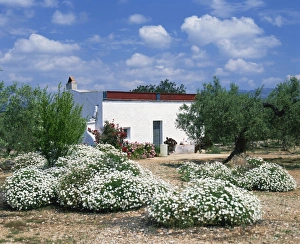 Summer flowers in front of a white walled Spanish villa in Valencia Summer flowers in front of a white walled Spanish villa in Valencia