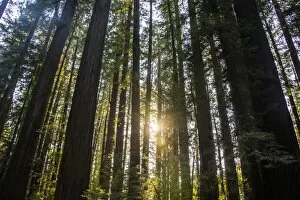 Images Dated 25th August 2014: Sun breaking through the Redwood trees, Avenue of the Giants, Northern California, USA