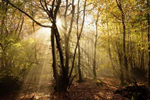 Sunbeams bursting through misty autumnal woodland, Limpsfield Chart, Oxted, Surrey Sunbeams bursting through misty autumnal woodland, Limpsfield Chart, Oxted, Surrey