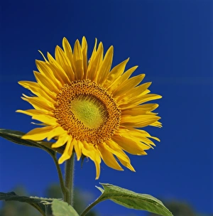 Related Images Gallery: Sunflower, Tuscany