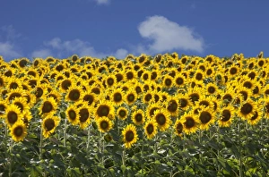 Related Images Gallery: Sunflowers in Tuscany, Italy, Europe