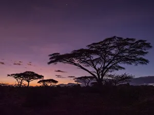 Sunrise over acacia trees in Serengeti National Park, UNESCO World Heritage Site Sunrise over acacia trees in Serengeti National Park, UNESCO World Heritage Site
