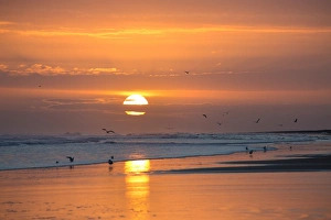 Sunrise from Bamburgh Beach with seagulls in silhouette and suns orange orb, Bamburgh Sunrise from Bamburgh Beach with seagulls in silhouette and suns orange orb, Bamburgh