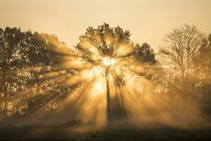 Sunrise over trees, Les Landes, Nouvelle-Aquitaine, France, Europe Sunrise over trees, Les Landes, Nouvelle-Aquitaine, France, Europe