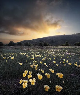 Sunrise over yellow violet field Print, Cusna Mountain, Italy