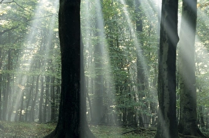 Suns rays penetrating the forest Suns rays penetrating the forest