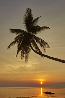A sunset silhouette of a coconut palm at Paliton beach, Siquijor, Philippines A sunset silhouette of a coconut palm at Paliton beach, Siquijor, Philippines