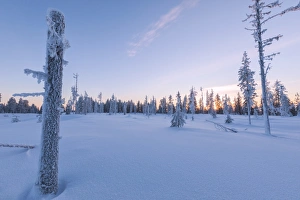Boreal Forest Gallery: Sunset on trees covered with ice in the boreal forest (Taiga), Kiruna, Norrbotten County
