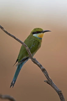 Swallow-tailed bee-eater (Merops hirundineus), Kgalagadi Transfrontier Park encompassing Swallow-tailed bee-eater (Merops hirundineus), Kgalagadi Transfrontier Park encompassing