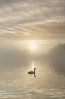 Swan on misty lake at sunrise, Clumber Park, Nottinghamshire, England, United Kingdom Swan on misty lake at sunrise, Clumber Park, Nottinghamshire, England, United Kingdom