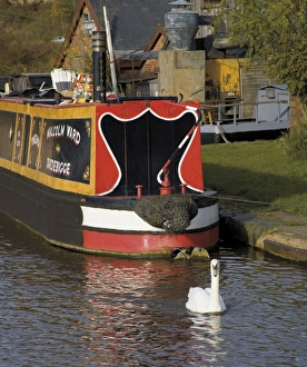 Swan and narrowboat near the British Waterways Board workshops, Worcester Swan and narrowboat near the British Waterways Board workshops, Worcester