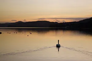 Swan swimming at sunset on Coniston Water in autumn, Coniston, Lake District National Park Swan swimming at sunset on Coniston Water in autumn, Coniston, Lake District National Park