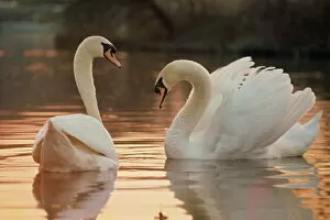 Pair Gallery: Two swans on water