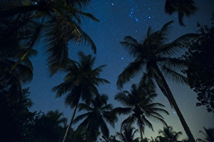 Swaying palm fronds and stars at Palomino on the Carribean coast of Colombia, South Swaying palm fronds and stars at Palomino on the Carribean coast of Colombia, South