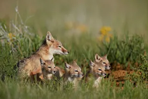 Swift Fox (Vulpes velox) family of a vixen and four kits, Pawnee National Grassland Swift Fox (Vulpes velox) family of a vixen and four kits, Pawnee National Grassland