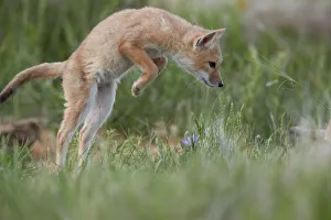 Swift Fox (Vulpes velox) kit pouncing, Pawnee National Grassland, Colorado, United Swift Fox (Vulpes velox) kit pouncing, Pawnee National Grassland, Colorado, United