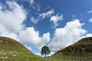 One Object Gallery: Sycamore gap, Hadrians Wall, UNESCO World Heritage Site, Northumberland, England