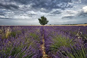 Symmetric lavender field and a lonely tree in the middle, Valensole, Provence, France Symmetric lavender field and a lonely tree in the middle, Valensole, Provence, France